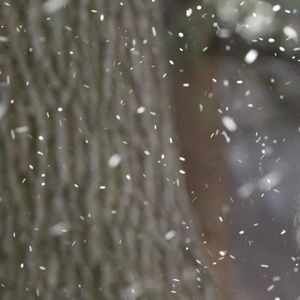 Meet your Posher, Genesis